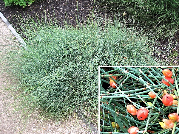 Ephedra americana /Chvojník americký/